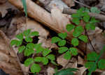 Eastern false rue anemone